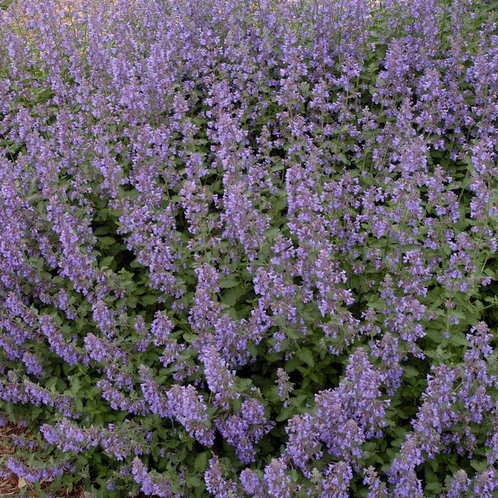 Nepeta x faassenii 'Walker's Low' (Catmint)