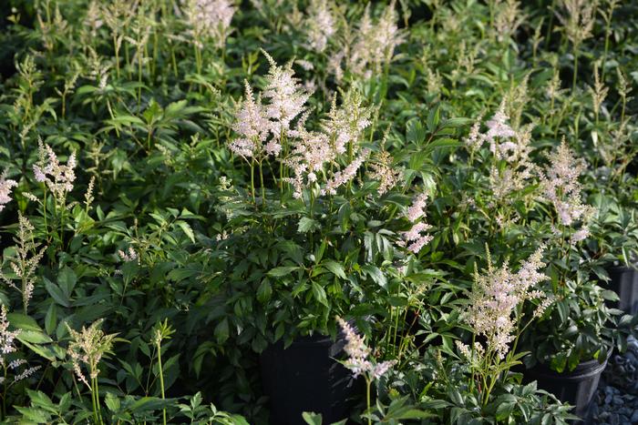 Astilbe japonica 'Peach Blossom' (False Spirea) perennial, pink flowers