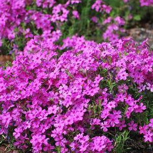 Phlox subulata 'Drummond's Pink' (Moss Pinks)