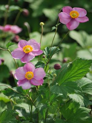 Anemone tomentosa 'Robustissima' (Windflower) perennial