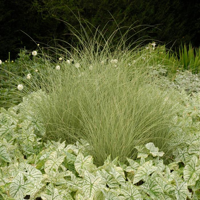 Miscanthus sinensis 'Morning Light' (Variegated Maiden Grass)