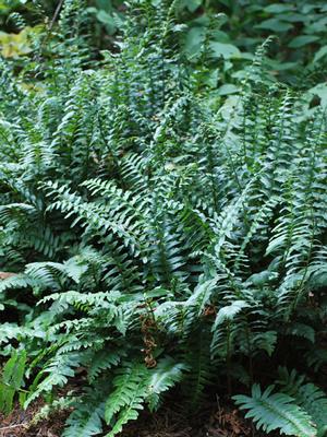 Christmas Fern (Polystichum acrostichoides)