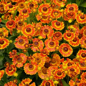 Helenium autumnale Mariachi ™'Fuego' (Helen's Flower, Sneezeweed)