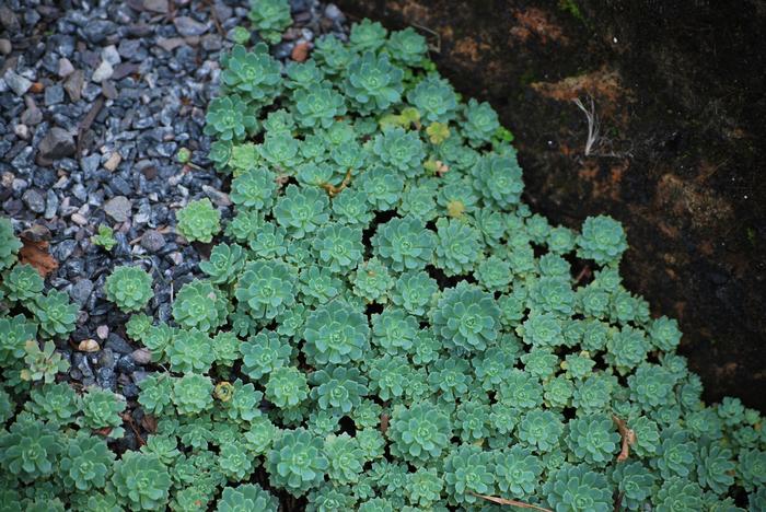 Sedum pachyclados (Stonecrop)