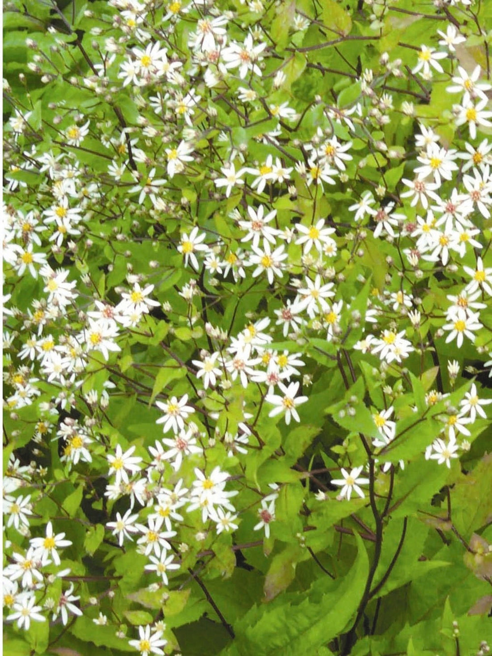 White Wood Aster (Aster divaricatus)