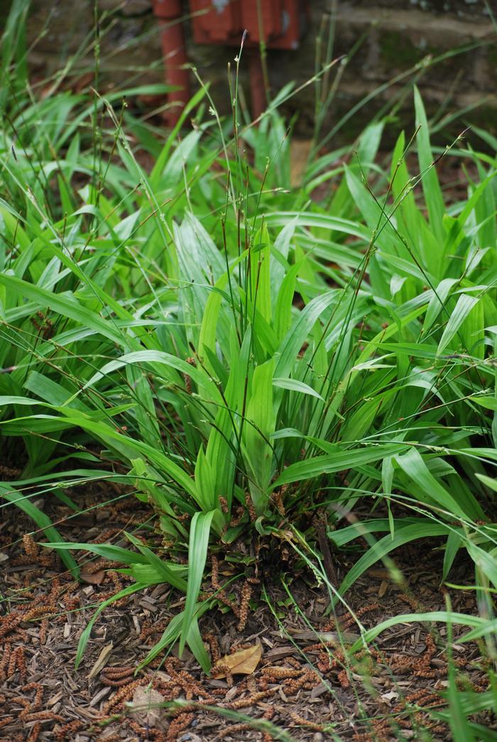 Seersucker Sedge / Plantain-leaf Sedge (Carex plantaginea)