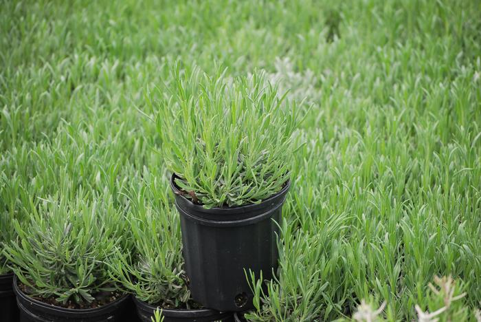 Fat-Spiked Lavender (Lavandula x intermedia 'Grosso')