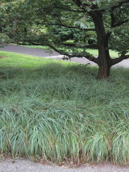 Blue Sedge (Carex glauca 'Blue Zinger')