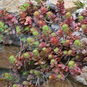 Sedum spurium 'Fuldaglut' (Stonecrop)