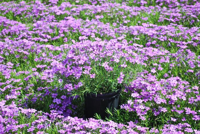 Phlox subulata 'Purple Beauty' (Moss Pinks)