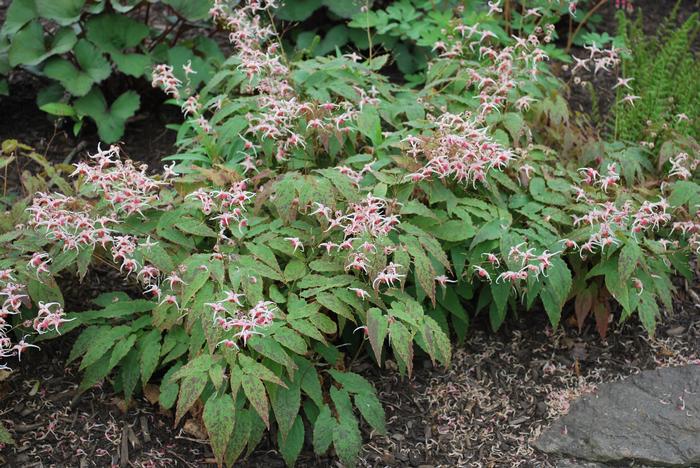 Epimedium x 'Pink Champagne' (Barrenwort)