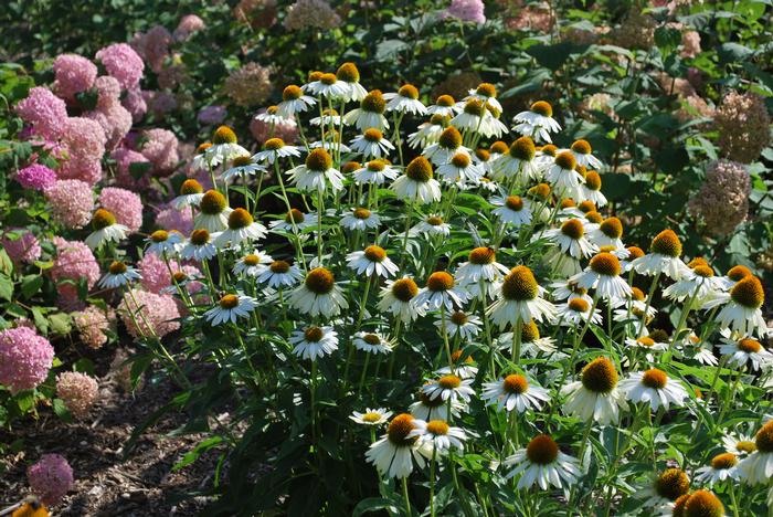 Echinacea x purpurea 'PowWow White' (Coneflower), white flowers