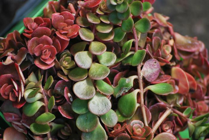 Sedum tetractinum 'Coral Reef' (Stonecrop)