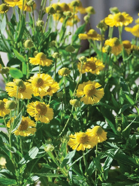 Helenium autumnale Mariachi ™'Sombrero' (Helen's Flower, Sneezeweed)