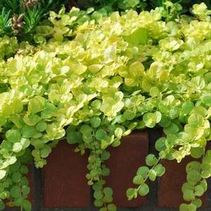 Golden Creeping Jenny (Lysimachia nummularia 'Aurea')