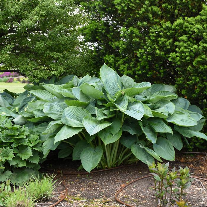 Hosta x Shadowland® 'Empress Wu' (Plantain Lily)