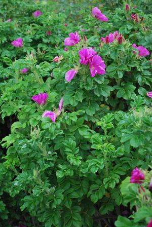 Beach Rose (Rosa rugosa), purple flowers