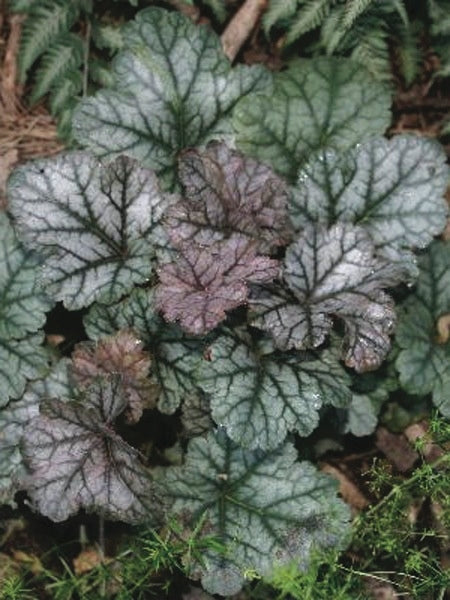 Heuchera americana 'Dale's Strain' (Coral Bells)