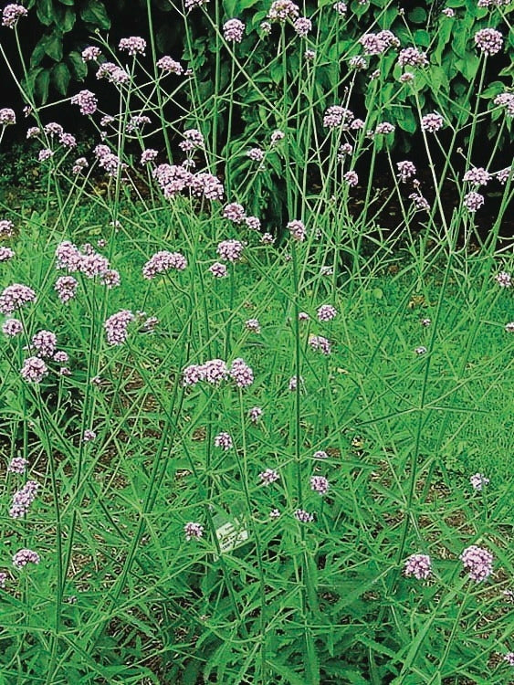 Tall Verbena (Verbena bonariensis)