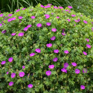 Geranium s. 'New Hampshire Purple' (Bloody Cranesbill)