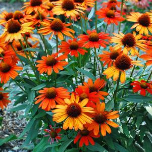 Echinacea Kismet® Intense Orange (Coneflower), orange flowers