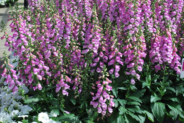 Digitalis x Pink Panther® (Foxglove)