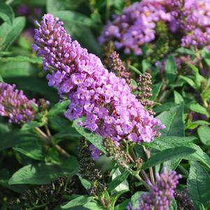 Buddleia Pugster Periwinkle® (Butterfly Bush), purple flowers