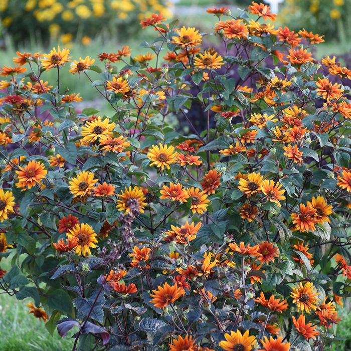 Heliopsis helianthoides var. scabra 'Bleeding Hearts' (False Sunflower/ Smooth Ox-eye)