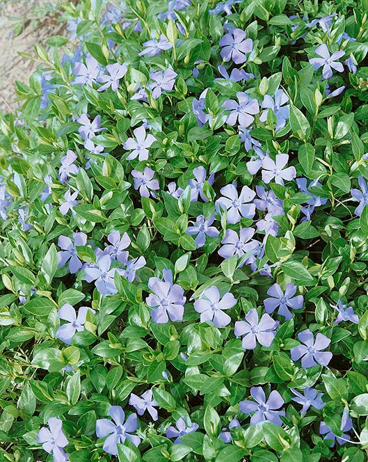 Common periwinkle (Vinca minor), purple flowers