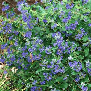 Caryopteris clandonensis 'Inoveris Grand Blue' (Bluebeard)