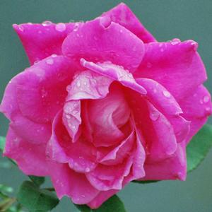 Pink Double Knock Out® Rose