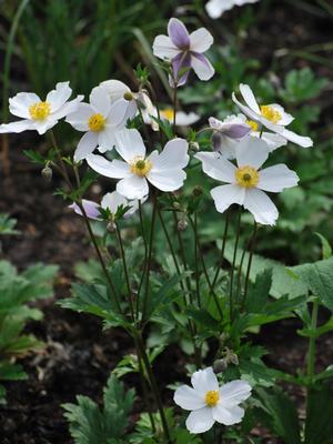 Anemone x Wild Swan™ (Windflower) perennial