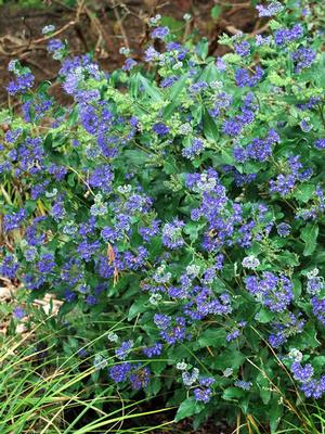 Caryopteris clandonensis 'Inoveris Grand Blue' (Bluebeard)