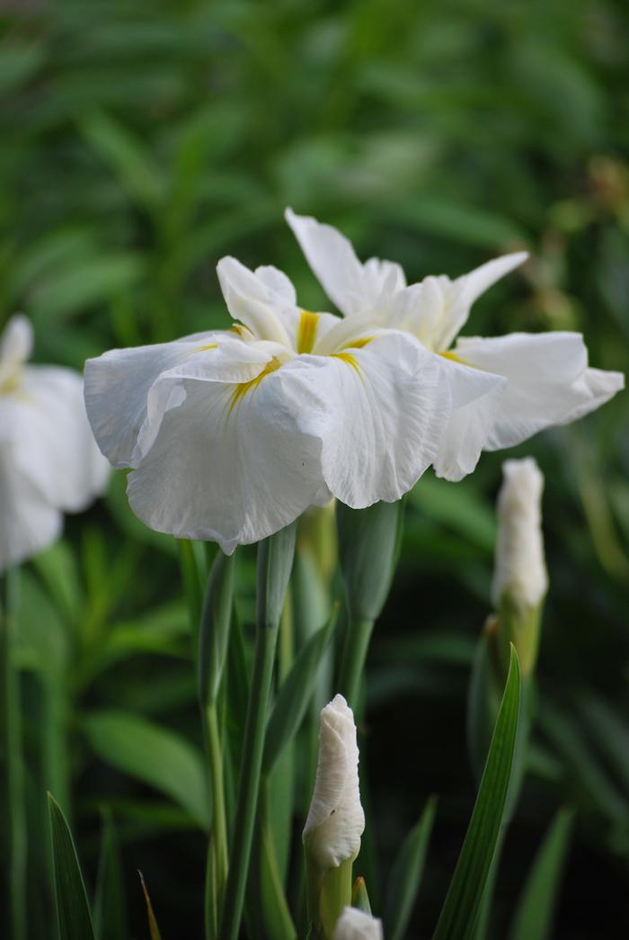 Iris ensata 'Moonlight Waves' (Japanese Iris)