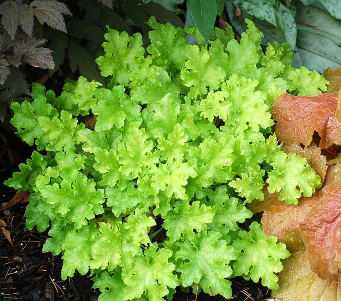 Heuchera x 'Lime Marmalade' (Coral Bells)