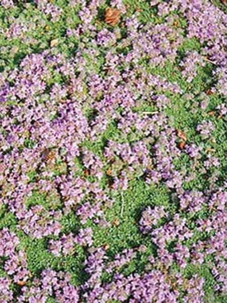 Elfin Thyme (Thymus serpyllum 'Elfin')