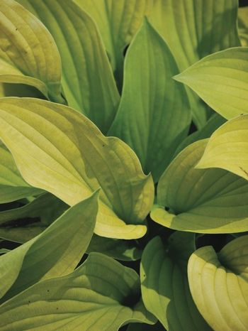 Hosta x 'August Moon' (Plantain Lily)