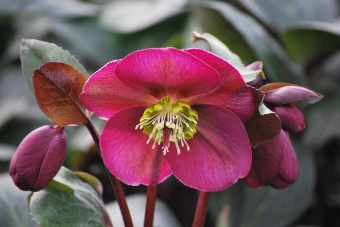 Helleborus x Frostkiss® Anna's Red (Lenten Rose)