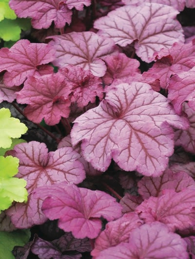 Heuchera x villosa 'Berry Smoothie' (Coral Bells)