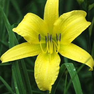 Hemerocallis 'Hyperion' (Daylily)