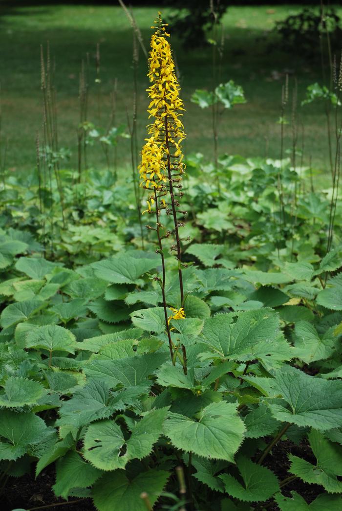 Ligularia stenocephala 'The Rocket' (Ligularia)