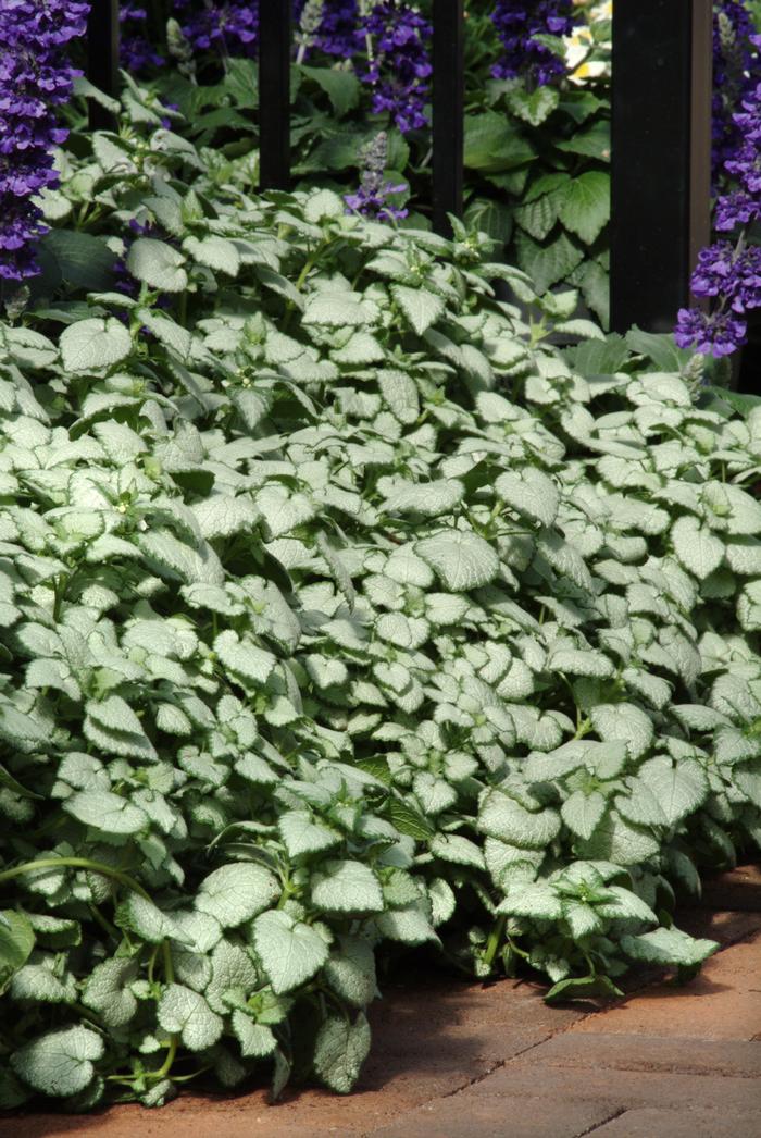 Lamium maculatum 'White Nancy' (Dead Nettle)