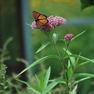 Swamp Milkweed (Asclepias incarnata)