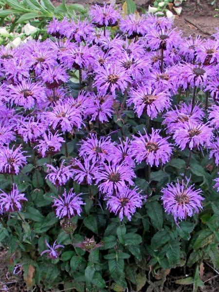 Monarda x 'Blue Moon' (Sugar Buzz® Bee Balm)