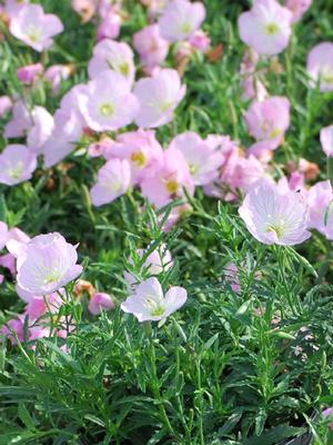 Evening Primrose (Oenothera speciosa 'Siskiyou')