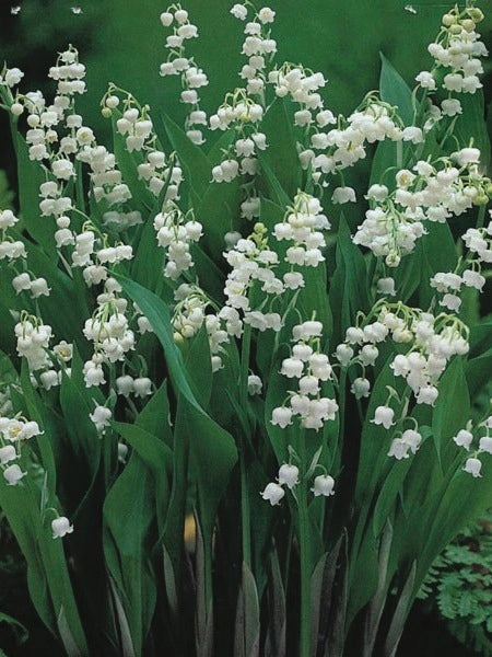 Lily-of-the-Valley (Convallaria majalis)