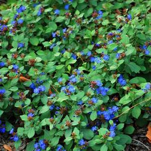 Lead Wort (Ceratostigma plumbaginoides)