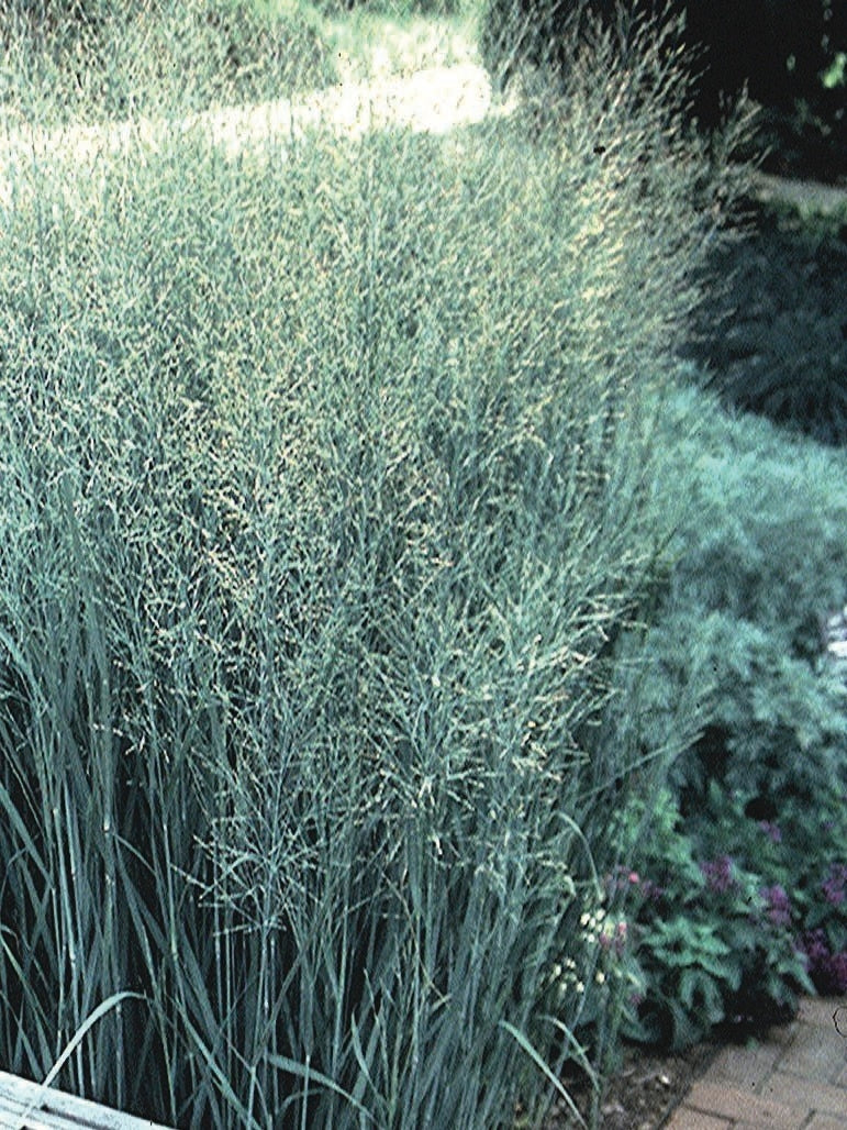 Panicum virgatum 'Heavy Metal' (Blue Switchgrass)