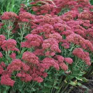 Sedum x 'Autumn Joy' (Stonecrop)