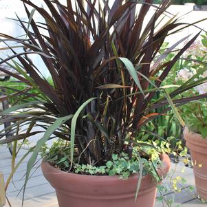 Pennisetum 'First Knight' (Fountain Grass)